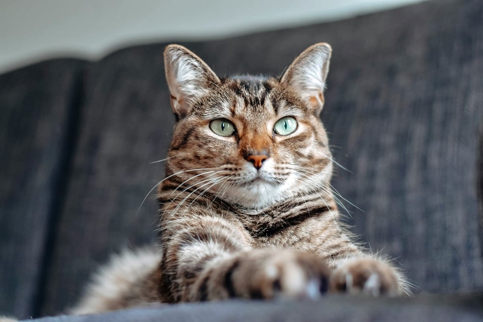 Possibly the most common cat breed in the world, few compare to the Domestic Shorthair.