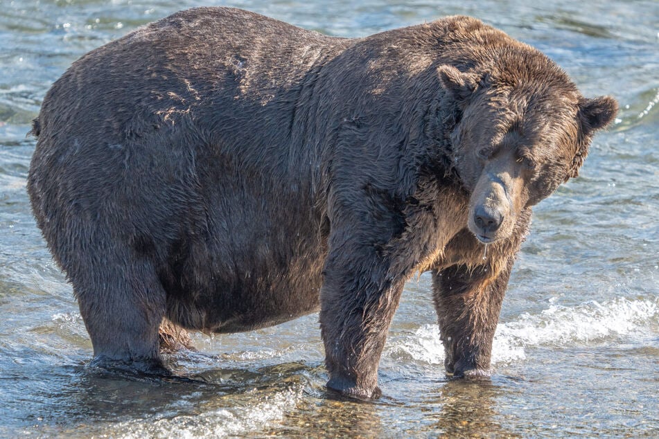 As Fat Bear Week 2023 kicks off on Wednesday, Bear 32 Chunk is looking pretty round. Will you crown him the king of corpulence?