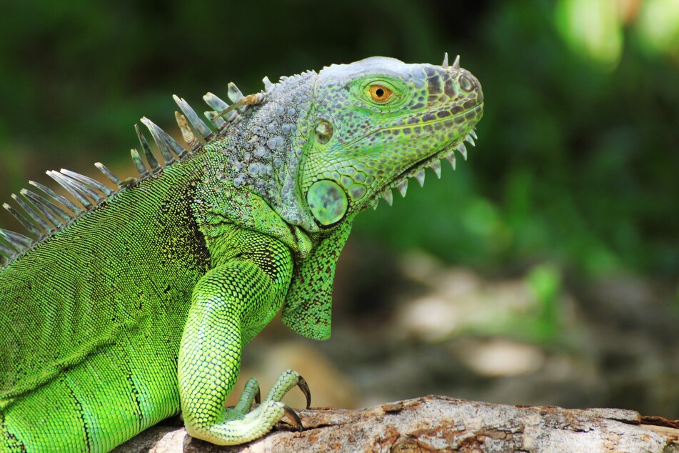 Low temperatures could cause Florida iguanas to fall out of the trees (stock image).