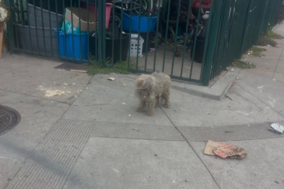 A small stray dog wandered around through the streets until this kind woman took it upon herself to catch him.