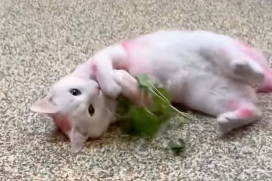 His cute nature brought Casper to a new home after just one week.