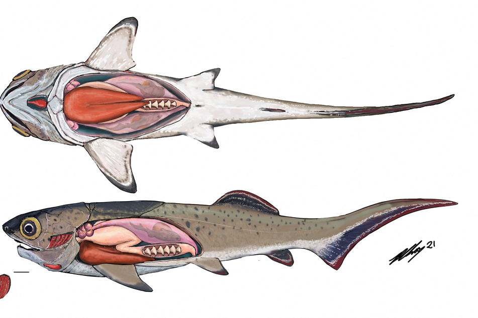 The internal organs of an ancient arthrodire are seen in this undated artist's reconstruction including the heart, liver, stomach, and intestine.