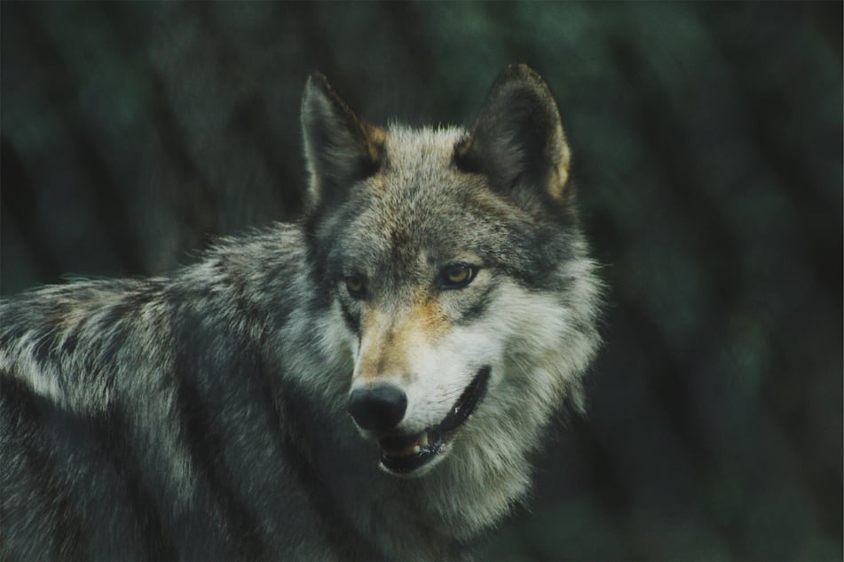 Wolves are remarkable animals, but can be very dangerous.
