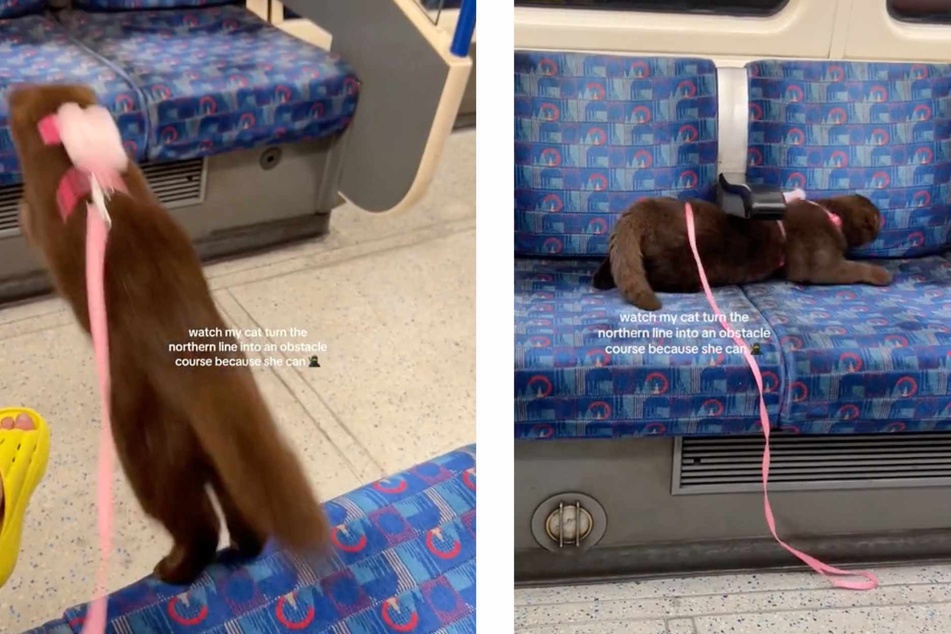 Cat does adorable parkour on subway train "because she can"