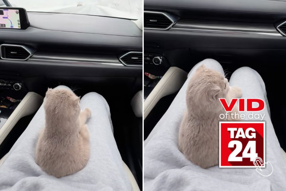 Viral Video of the Day for December 23, 2025: Tiny cat is mesmerized by windshield wipers on snowy Christmas drive