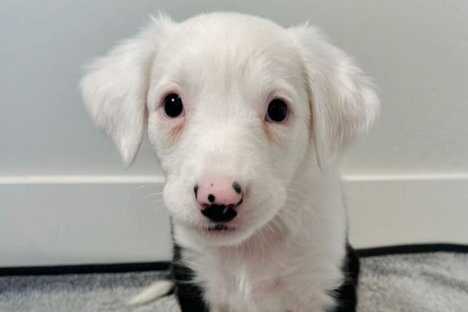 Birdie the dog's siblings have now all been adopted, but she had to watch the puppies leave her time and time again.