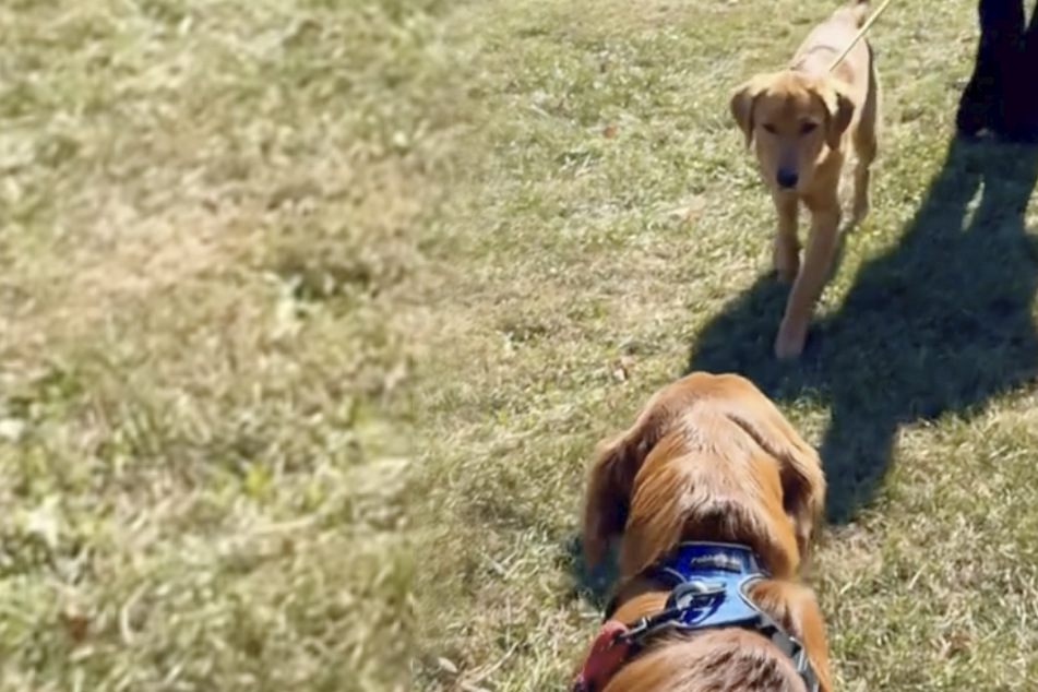 Golden retriever brothers get surprise reunion that warms "their little puppy hearts"
