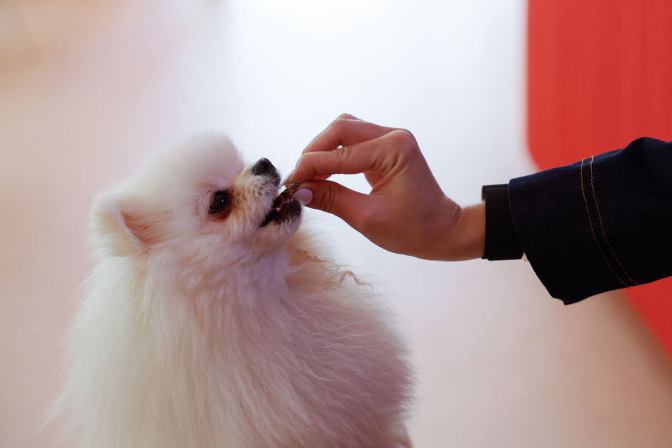 Clara Zambuto, founder of Casa del Doggo, feeds Loulou the Pomeranian a dog pastry in Paris on May 7, 2026.