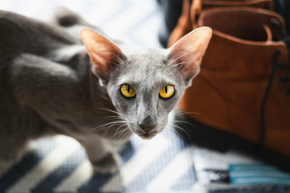 Oriental shorthairs have huge, incredibly impressive ears.