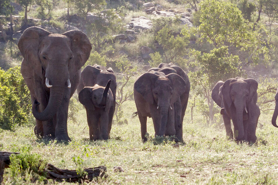 Poacher trampled to death by elephants in South African national park