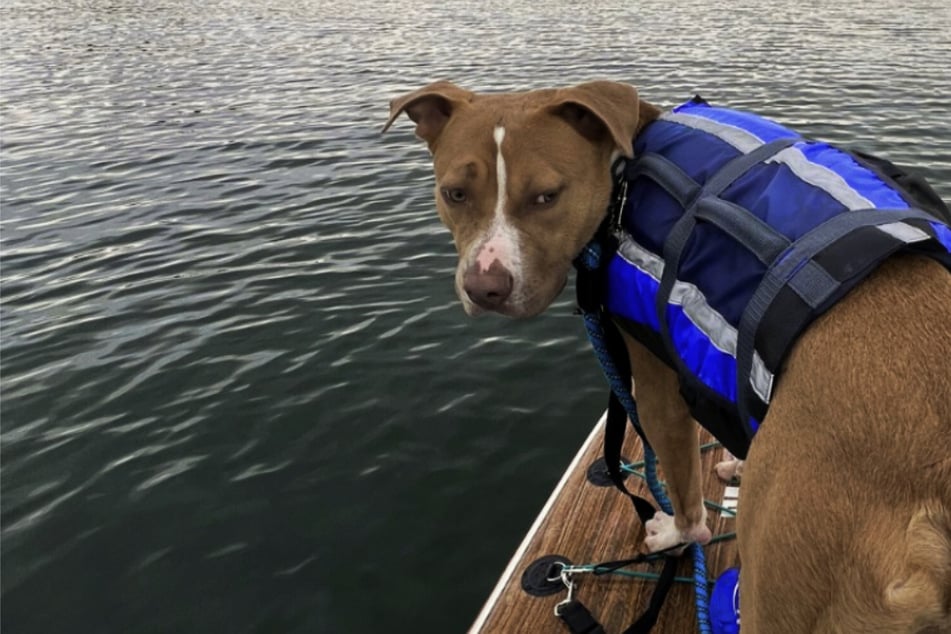 Dog gets much-needed break from shelter with paddle board adventure!