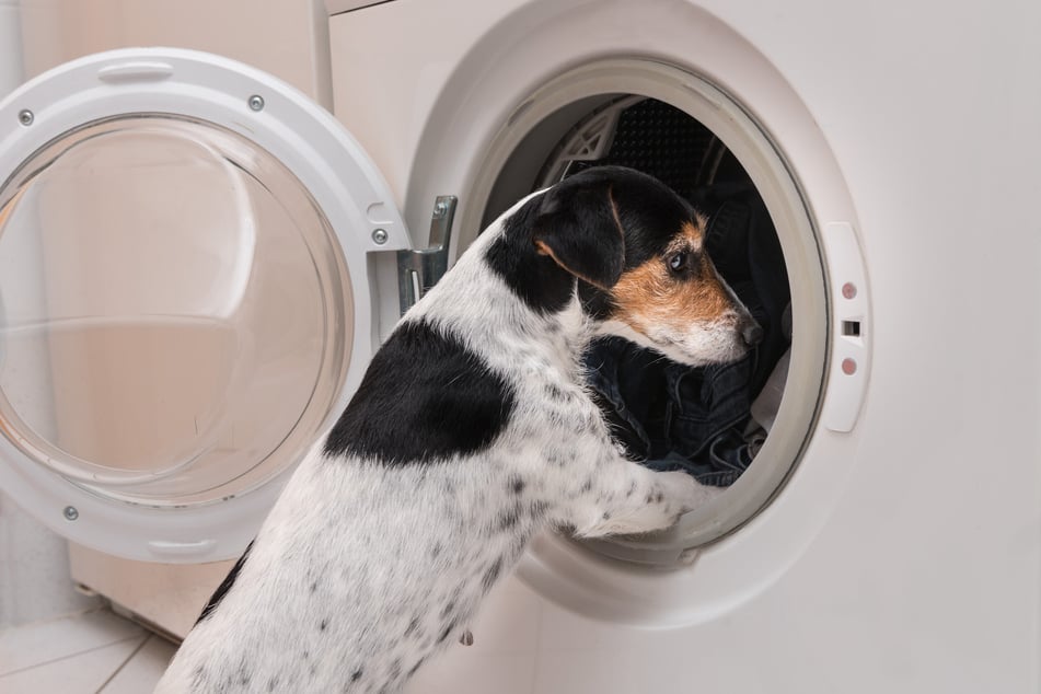 Some dog bed covers can be washed in the washing machine.