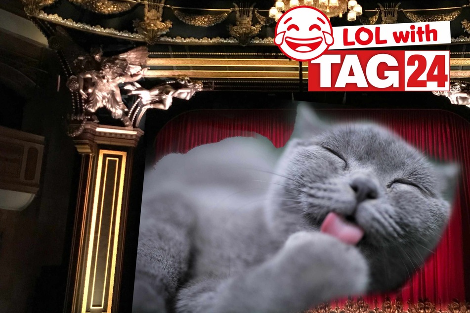 Joke of the Day for March 23, 2024: Get your funny on for Caturday