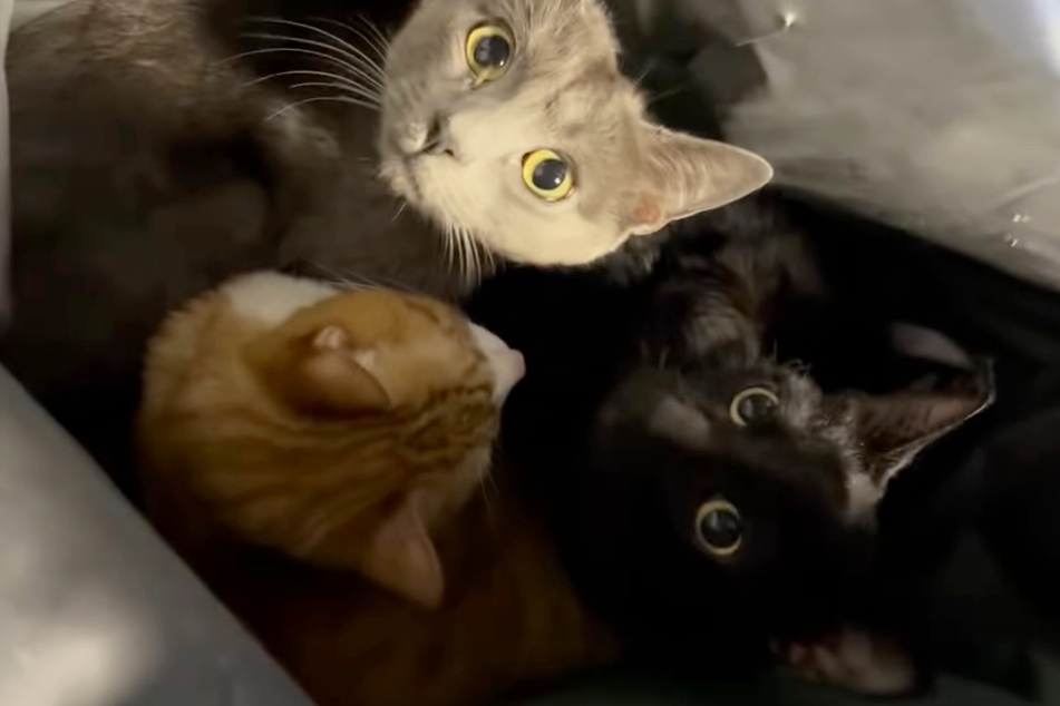 The cats were unsure of what was happening to them.