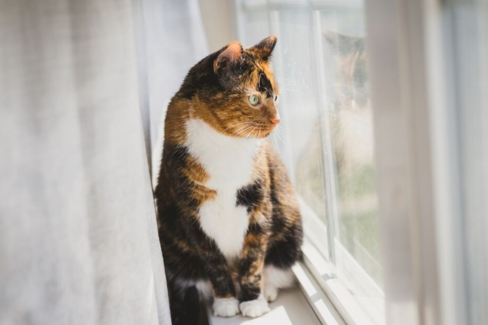 Cats absolutely love to sit by the window.