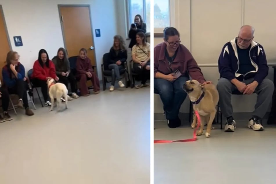 Shelter dogs choose their own humans at viral adoption event in Pennsylvania!