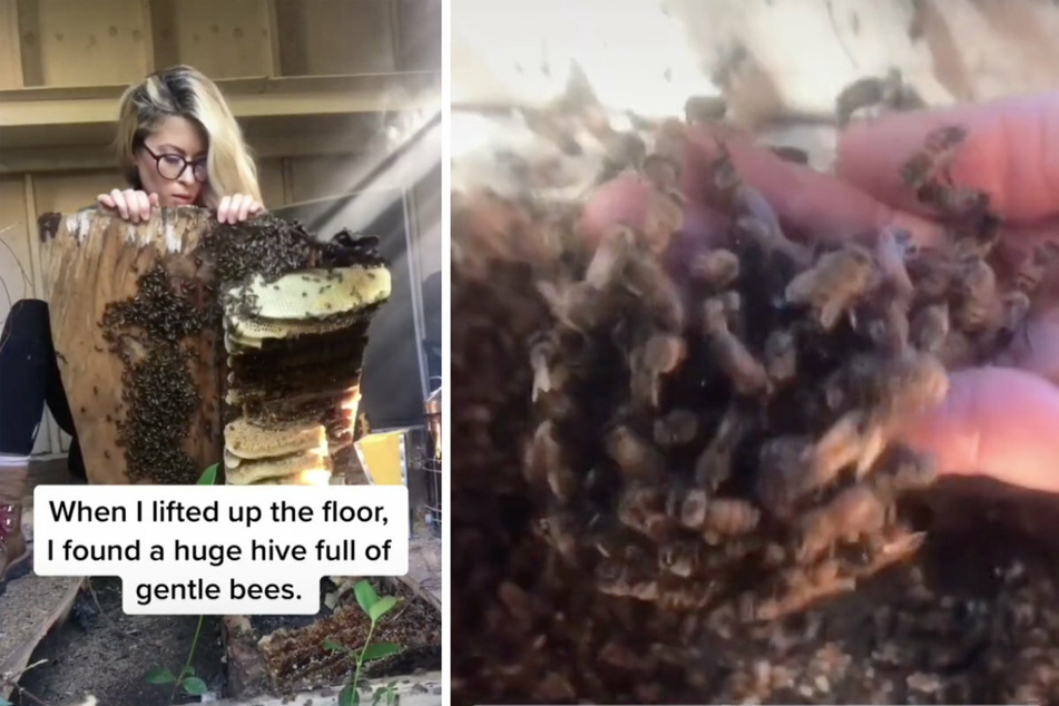 Erika carefully lifts a wooden panel (l.), revealing numerous bees underneath! The blonde bravely reaches between the insects with her bare hands.