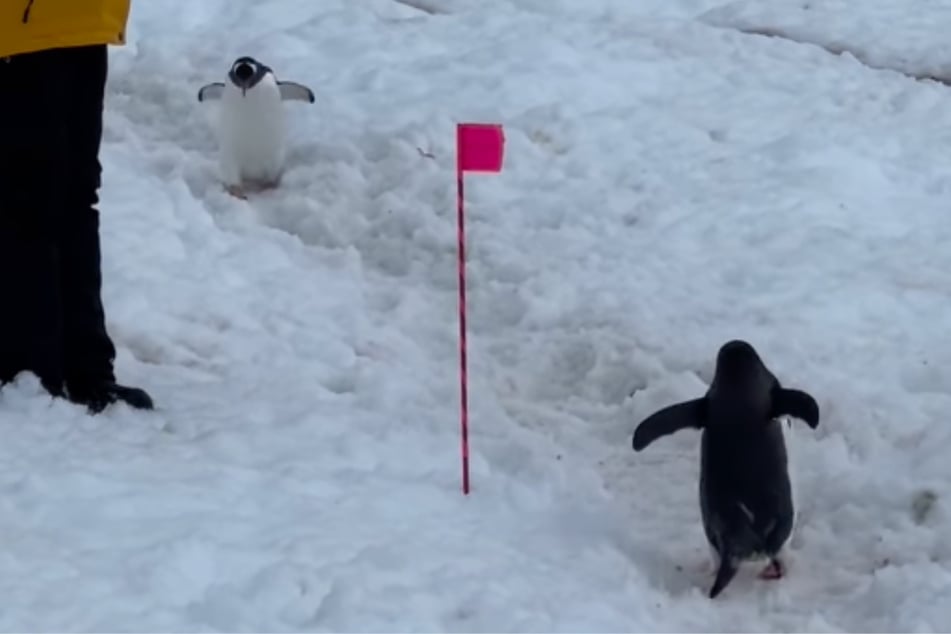 The bird eventually plodded straight towards his fellow penguins, who were patiently waiting for their stalled friend.