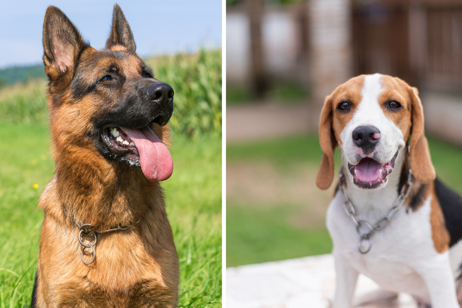 Carolina the dog's parents are a German Shepherd (l.) and a Beagle (r.)