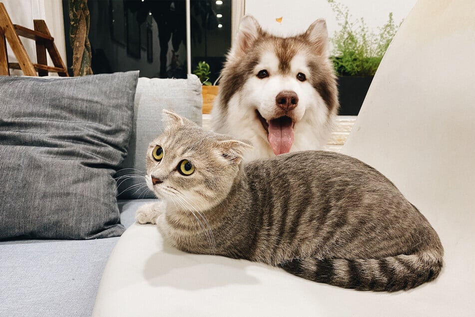 Can cats eat dog food?