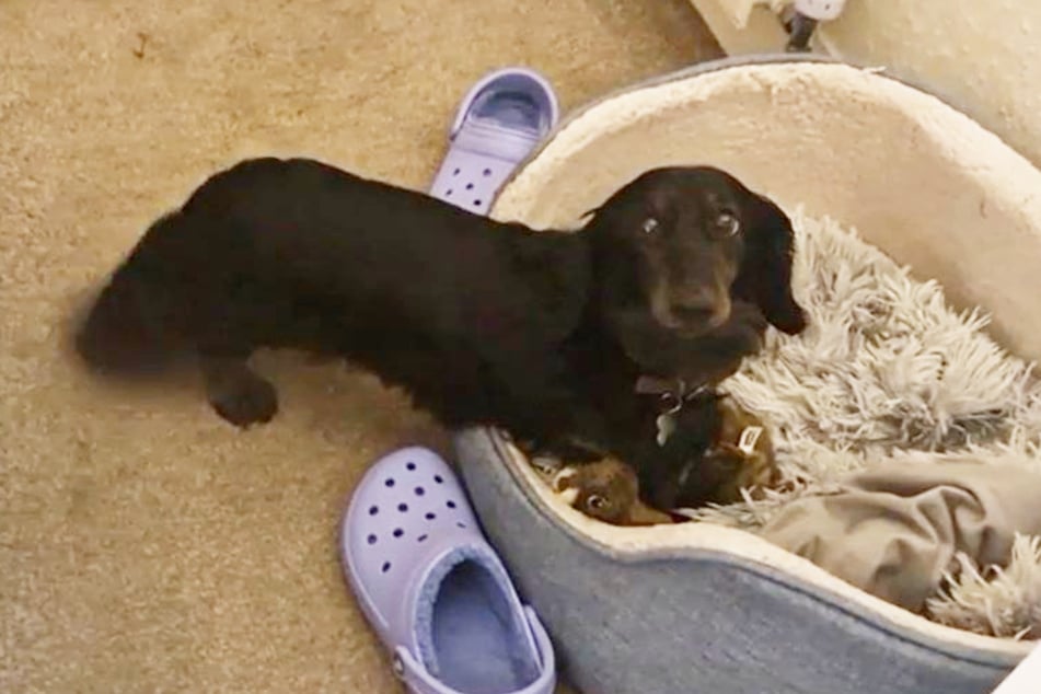 Rescued dachshund finally learns to play thanks to a year of love and care!