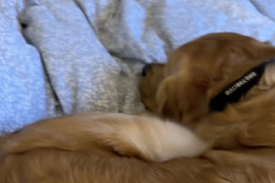 As soon as his owner gets into position, Joey snuggles up to her.