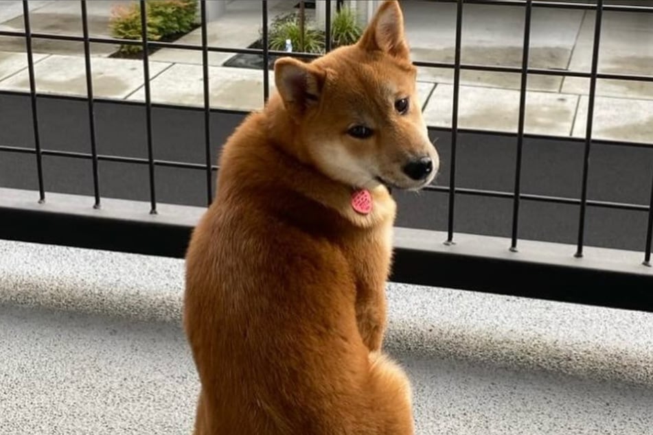 When this dog was reunited with her owner, she wasn't as pleased as pie.