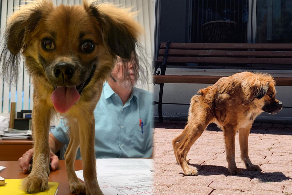 World's weirdest looking dog lives a happy life against all odds