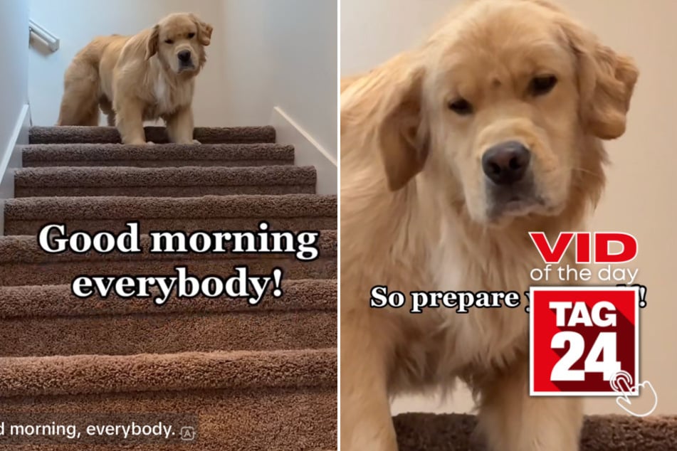 Viral Video of the Day for July 11, 2023: Pouting pup's hilarious morning announcement