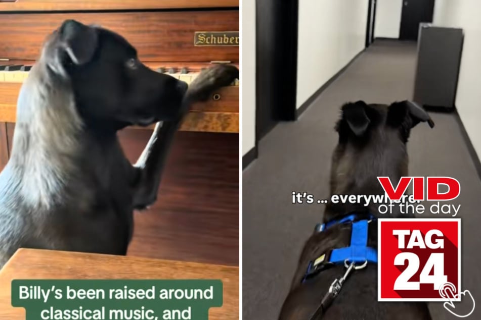 Billy the dog has one unusual request – more classical music!