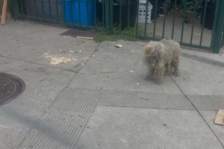 Starving dog wanders the streets for days until someone finally helps: "So dirty, so matted, so invisible"