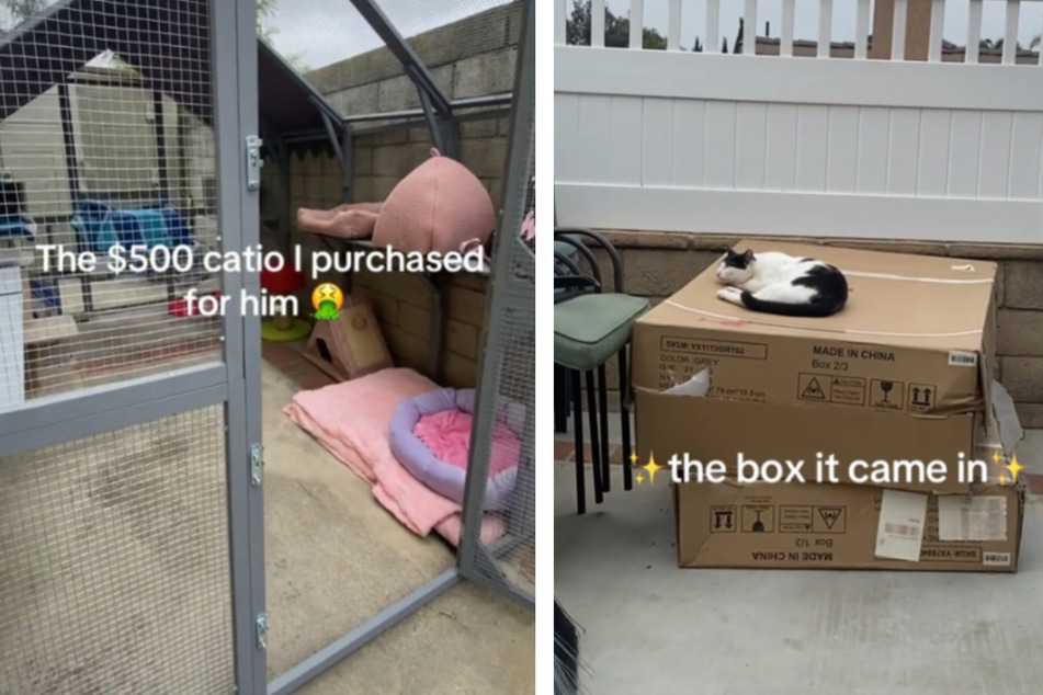 Cat owner spends fortune on "catio" – but the pet is hysterically unimpressed!
