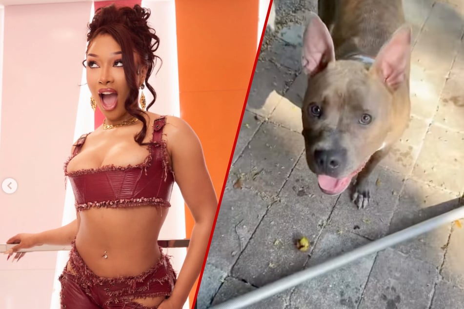 Megan Thee Stallion's dog takes her on an adventure: "I'm down for that!"