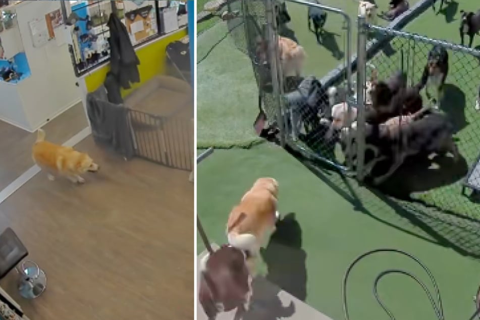 Once there, the dog ran straight over to her animal friends.