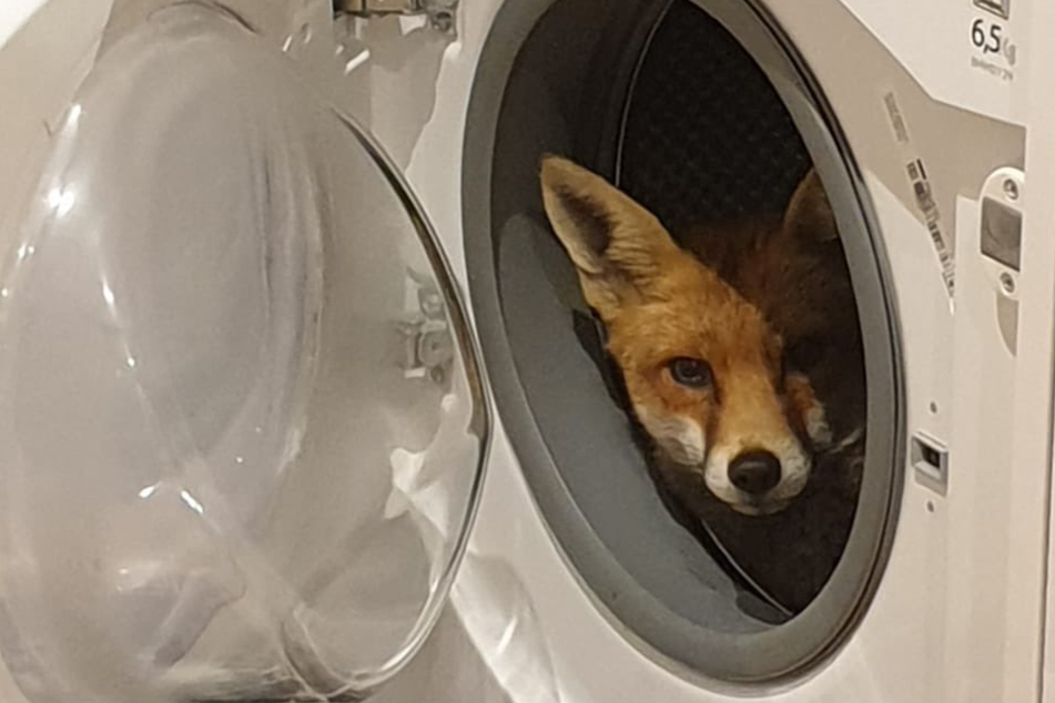 What the fox! Couple finds animal chilling in their washing machine