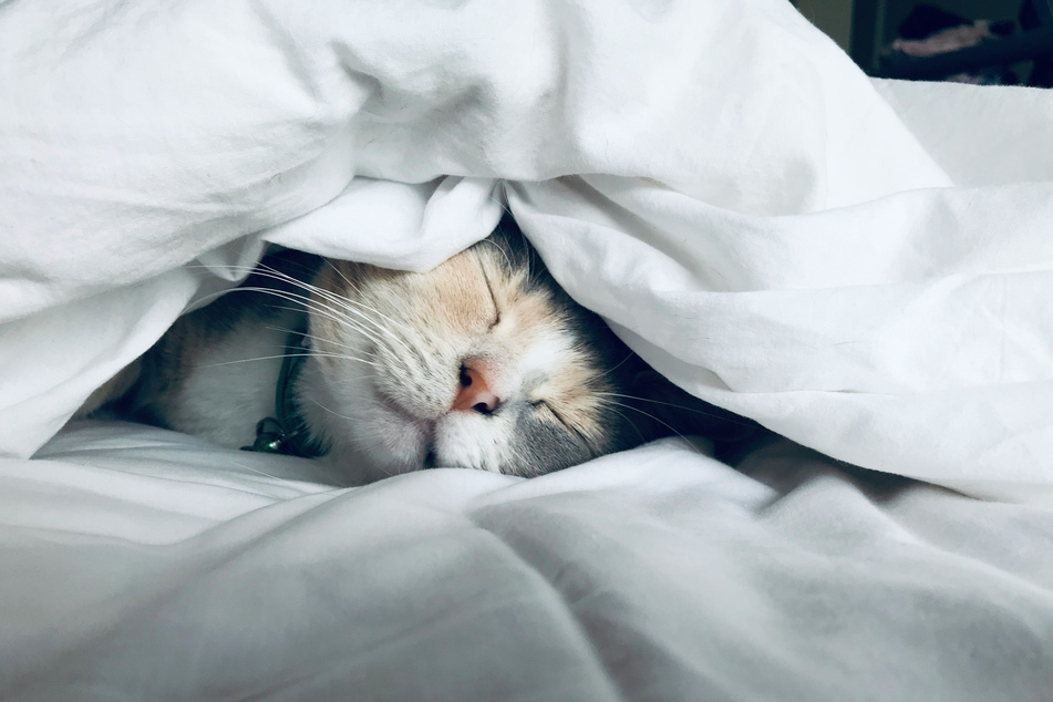 Do you have a super sleepy cat? Then maybe give it a super sleepy cat name!