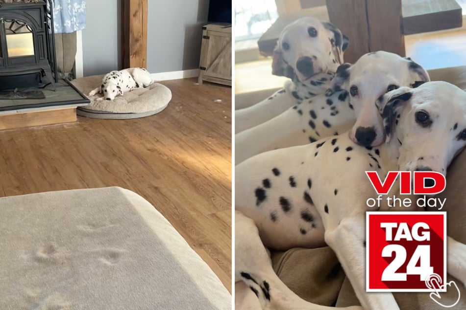 Three Dalmatian girls melted hearts by cuddling up together while all the boys lounged separately around the room.