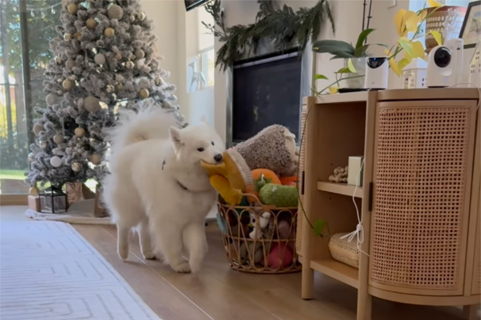 The wooden basket in the living room served as the perfect inspiration for the young dog's spontaneous greeting.