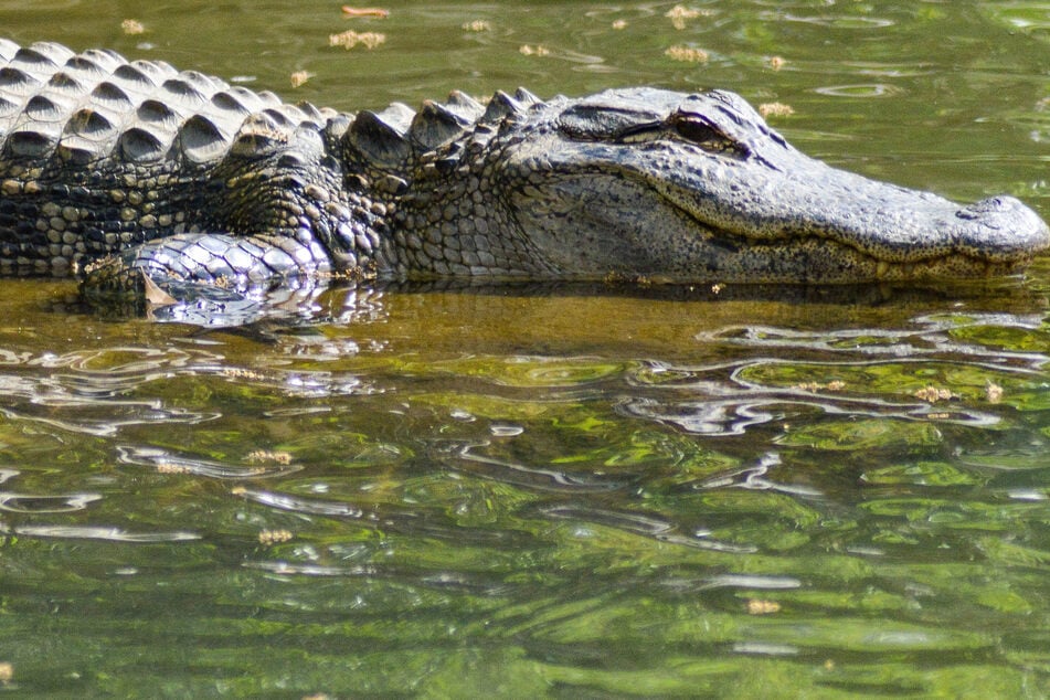 The authorities found the woman unresponsive. The alligator hindered their ability to help the woman.