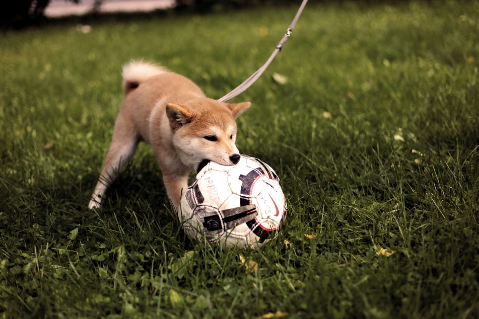 When dogs get excited and playful they might accidentally bite you.