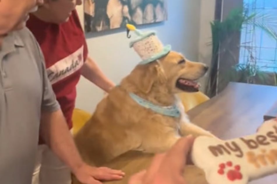 Hatch the dog is a fully integrated member of the family for his owners, so it's no wonder that his birthday is celebrated with great fanfare.