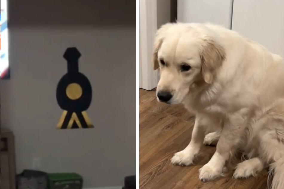 When Archie the dog's owner recently decorated her home for the holidays, she never expected her pet to react like this!
