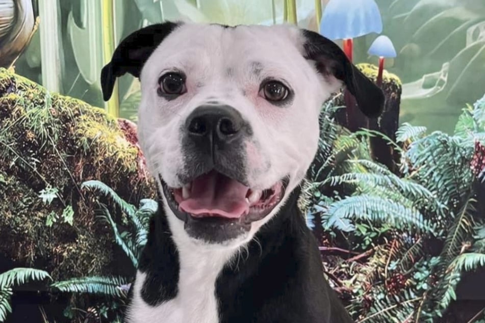 Nemo the dog roamed the wilderness alone for four weeks.