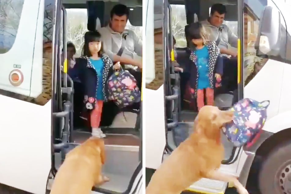 Schoolgirl gets a little help from her adorably dedicated dog