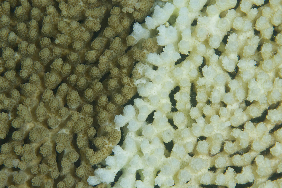 Great Barrier Reef suffers more damage despite cool weather conditions