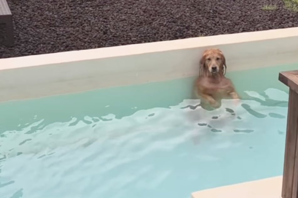 Golden Retriever goes suspiciously quiet while playing in the pool – and her owner can't believe what she sees!