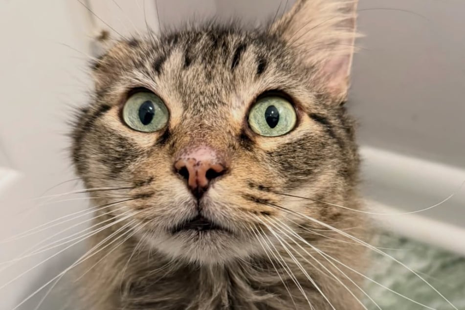 Merlin the cat was living on the streets not long ago, but he received some kind care from a local woman.