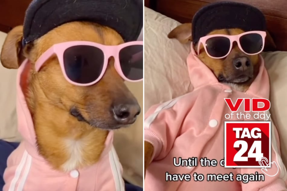 Viral Video of the Day for April 18, 2023: Chill dog vibes to Mac Miller