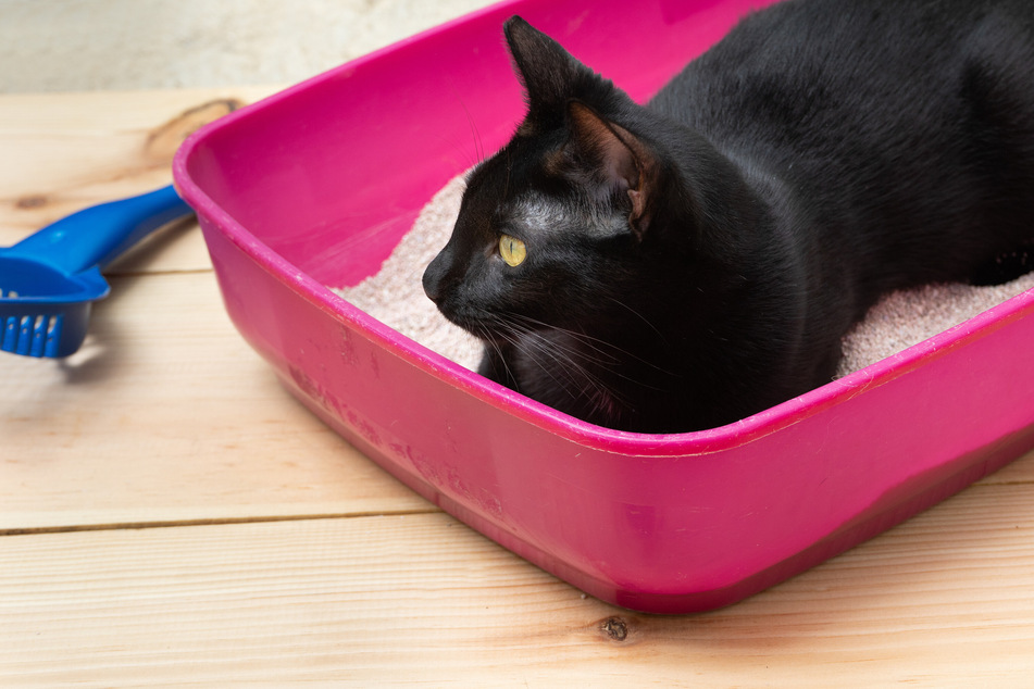 If a cat often lies or sleeps in the litter box, this may indicate pain or illness.