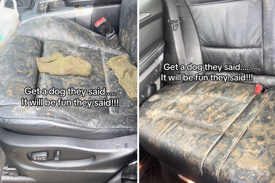 Reportedly, Cheryl Cawston's 4-year-old dog had been alone in the car for just ten minutes – which was just enough time for him to cause a whirlwind of chaos!